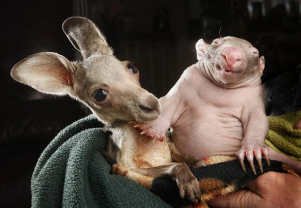 Aussie Animal Pair Photography