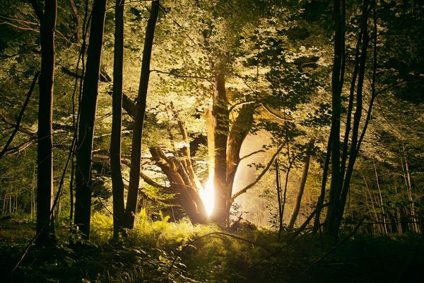 Illuminated Forest Photography