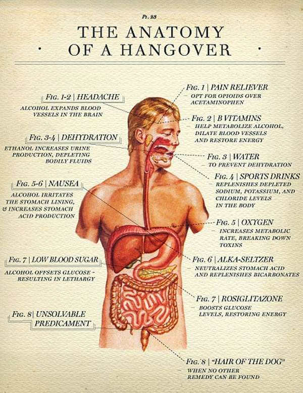 Scientific Hangover Guides