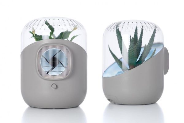 Plant-Powered Air Purifiers