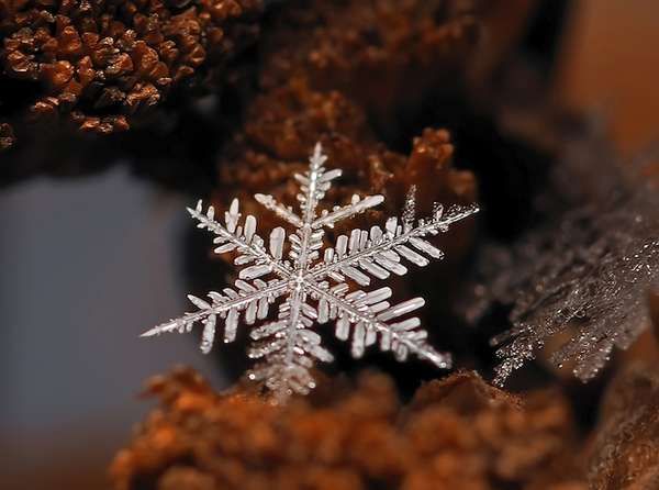 Microscopic Snowflake Pictures