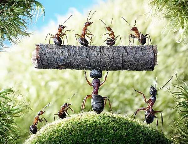 Action-Packed Ant Photography