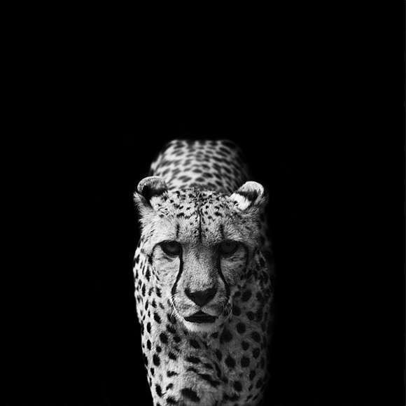 Wild Animal Portraits