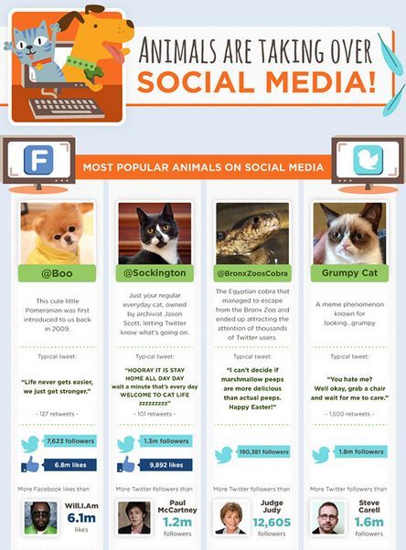 Internet Pet Popularity Infographics