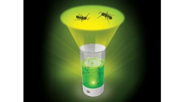 Luminescent Insect Farms