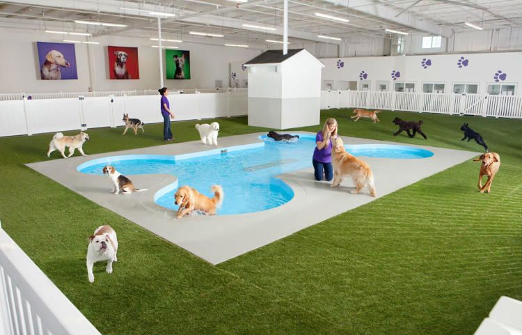 Pet-Friendly Airport Terminals