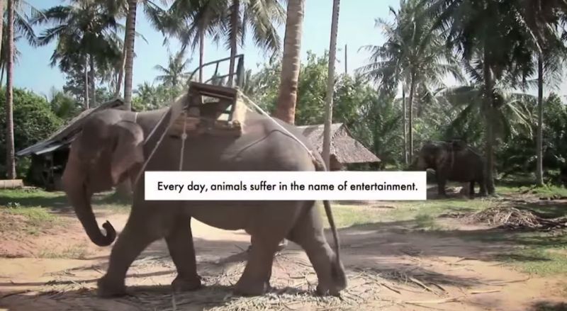 Elephant Tourism Spoofs