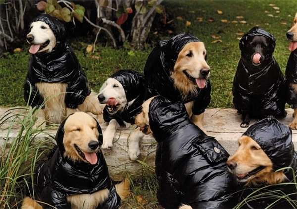 Puffy Coats for Pooches