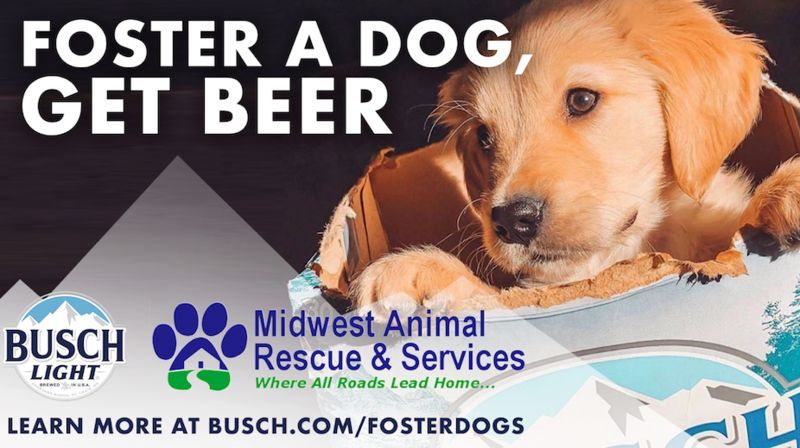 Beer-Branded Dog Fostering Ads : busch 1