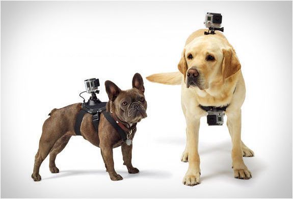 Canine Camera Harnesses
