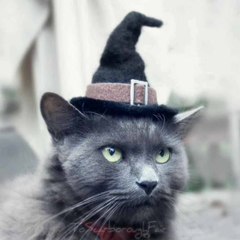 Feline Halloween Hats