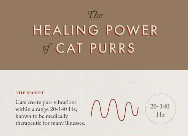 Medical Cat Purr Facts 