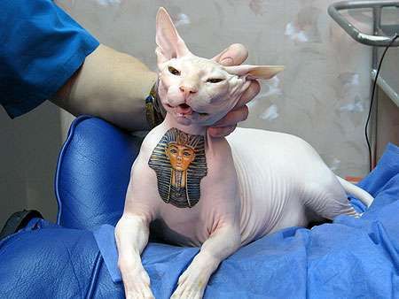 Egyptian Animal Tattoos