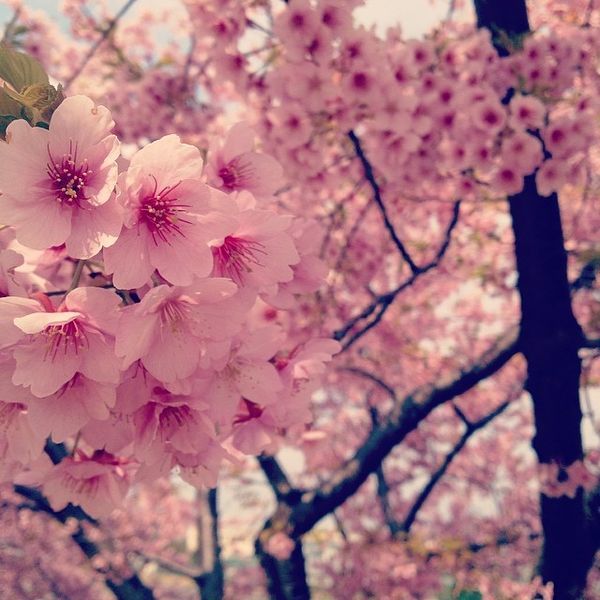 Spring Cherry Blossom Photography