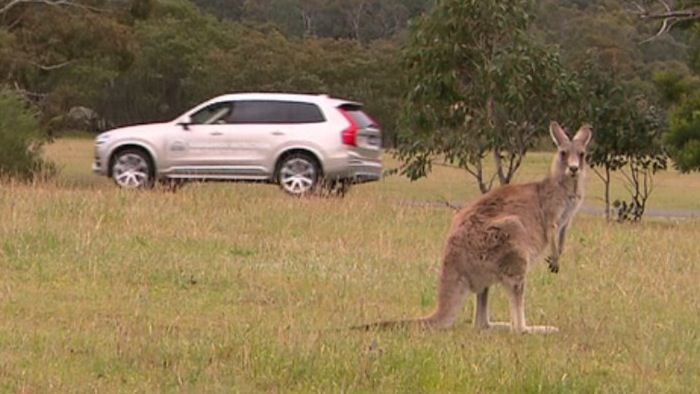 Kangaroo-Evading Cars