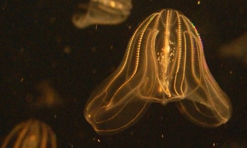 Disease Remedying Jellyfish