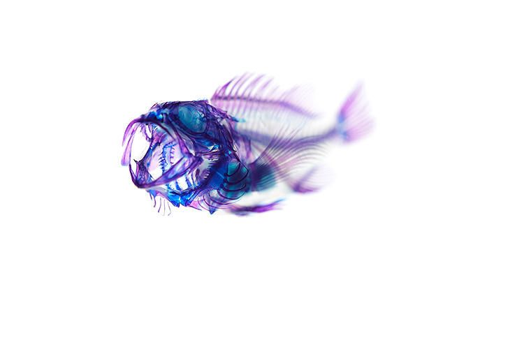Fluorescent Fish Photography