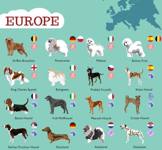 Dog Breed Infographics