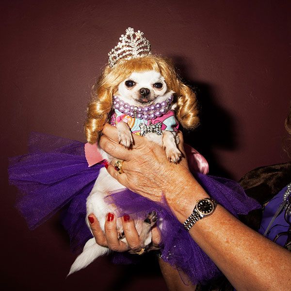 Bedazzled Pooch Photography