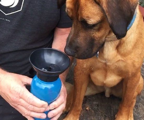 Portable Canine Water Bottles