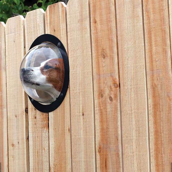 Spying Canine Orbs