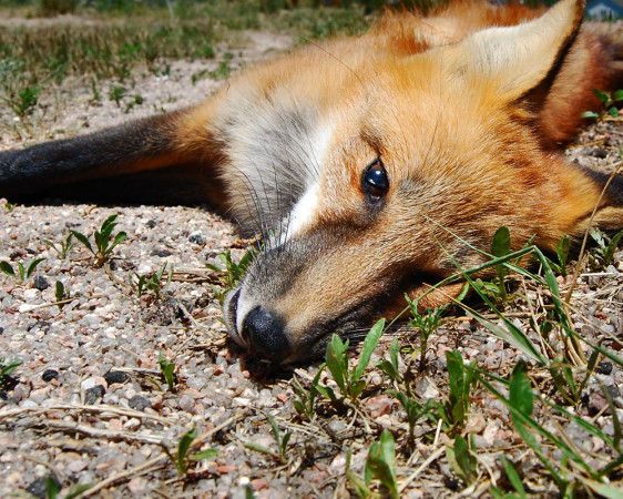 Poignant Dead Animal Photography