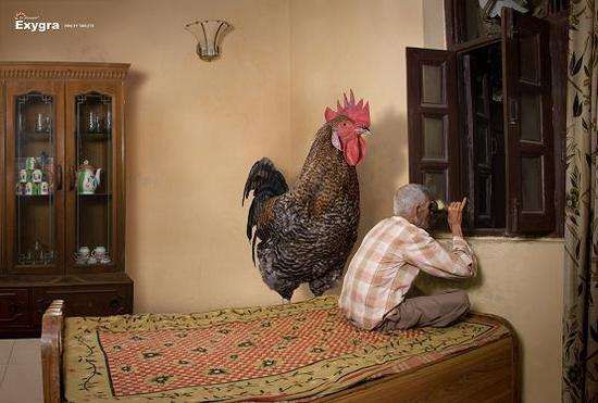 Peeping Rooster Ads