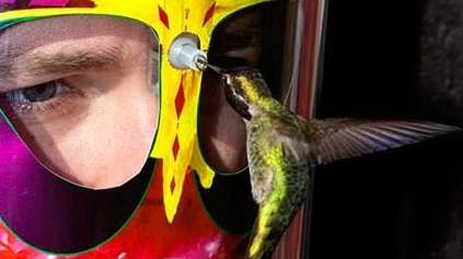 Hummingbird Headgear