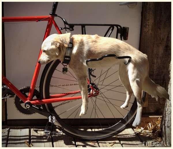 Dog bike holder online