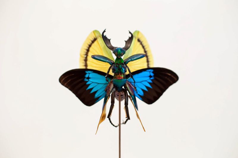 Insect Fairy Sculptures