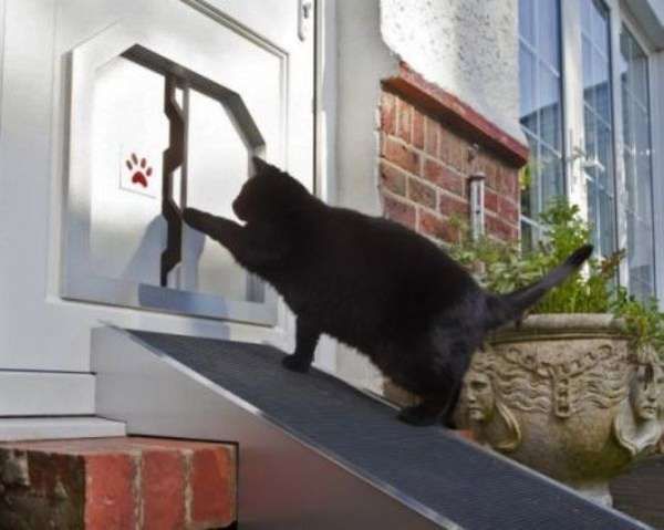 Overweight Cat Entrances Fat Cat Flap