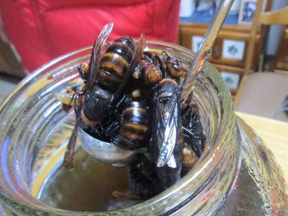 Fermented Stinging Insect Drinks