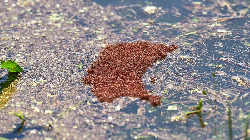 Fire Ant Rafts