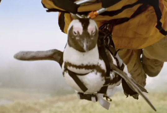 Hang Gliding Penguins