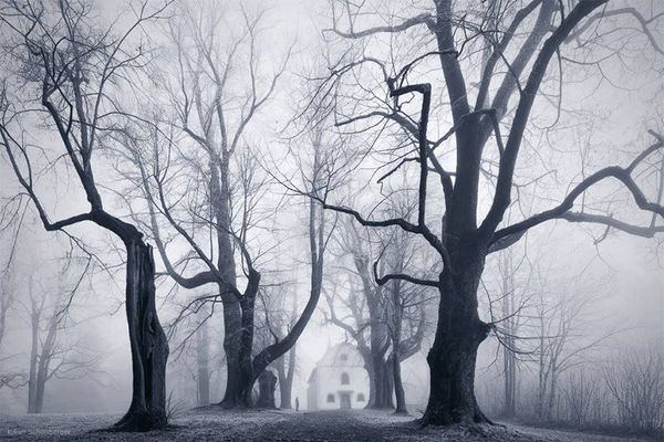 Monochromatic Foggy Forest Photography