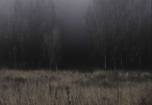 Forlorn Forest Photography