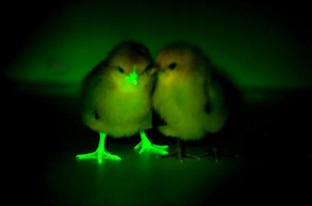 Glow-in-the-Dark Chickens