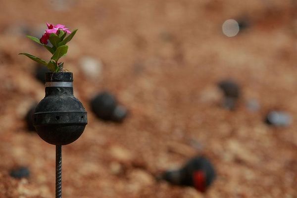 Tear Gas Grenade Gardens