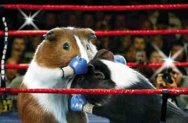 Guinea Pig Olympics