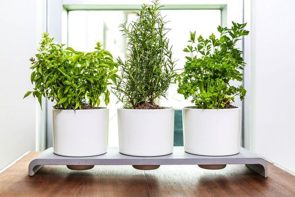 Self-Watering Herb Pots