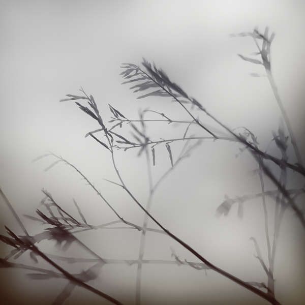 Moody Foliage Photography