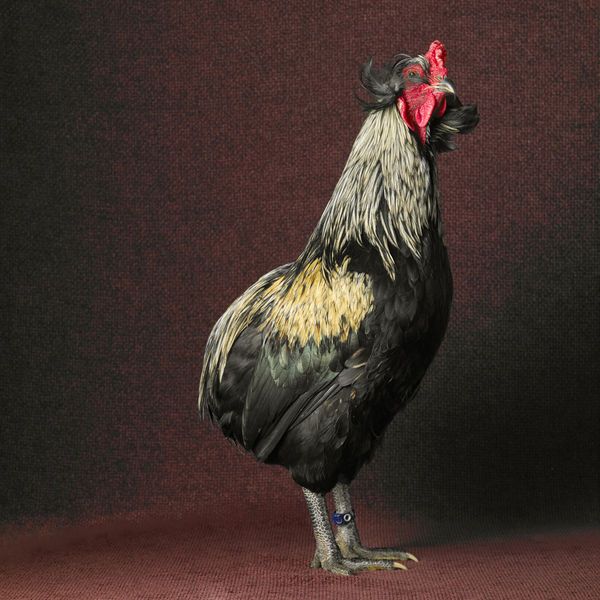 High Society Chicken Portraits