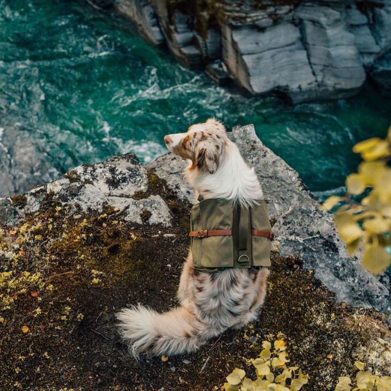puppy hiking backpack