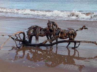 Horses From Driftwood