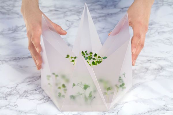 Microgreen Growing Kits