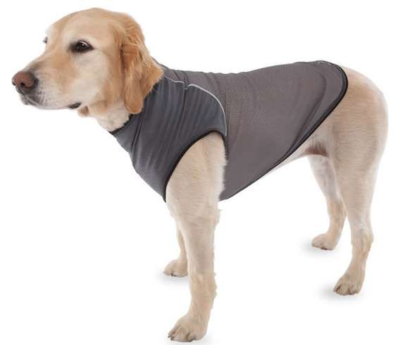 Pooch-Protecting Garments