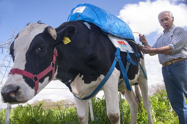 Fart-Capturing Cow Backpacks