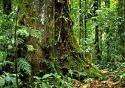 Amazon Rainforest to Go Online