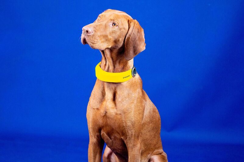 Biometric GPS Canine Collars : Invoxia smart dog collar