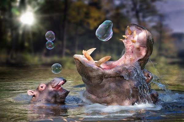 Fantastical Animal Photoshopping